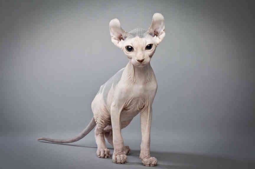 Elf Cat
