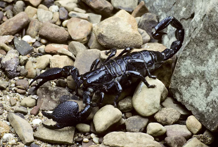 Emperor Scorpion