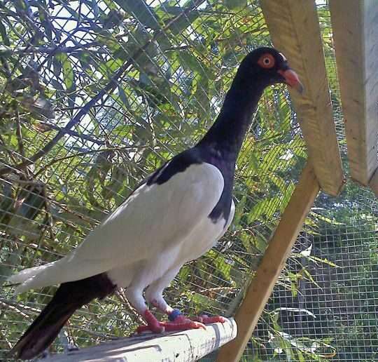 Magpie Pigeon