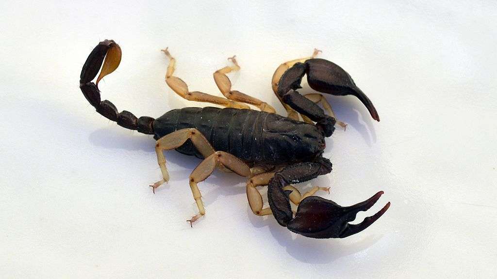 European Yellow-Tailed Scorpion