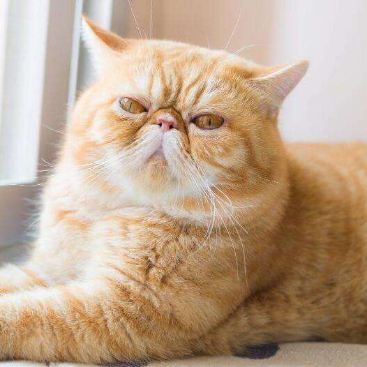 Exotic Shorthair