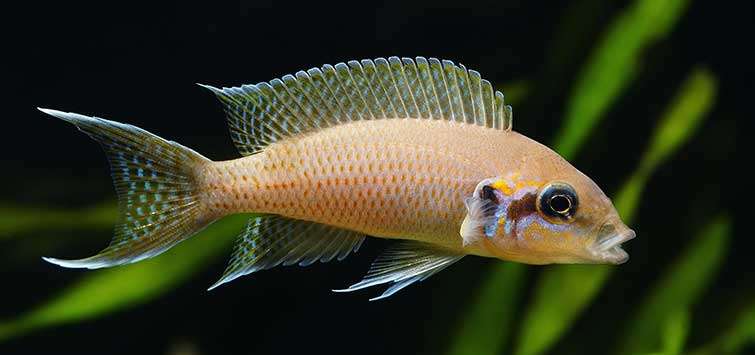 Fairy Cichlid