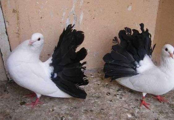 Fantail Pigeon