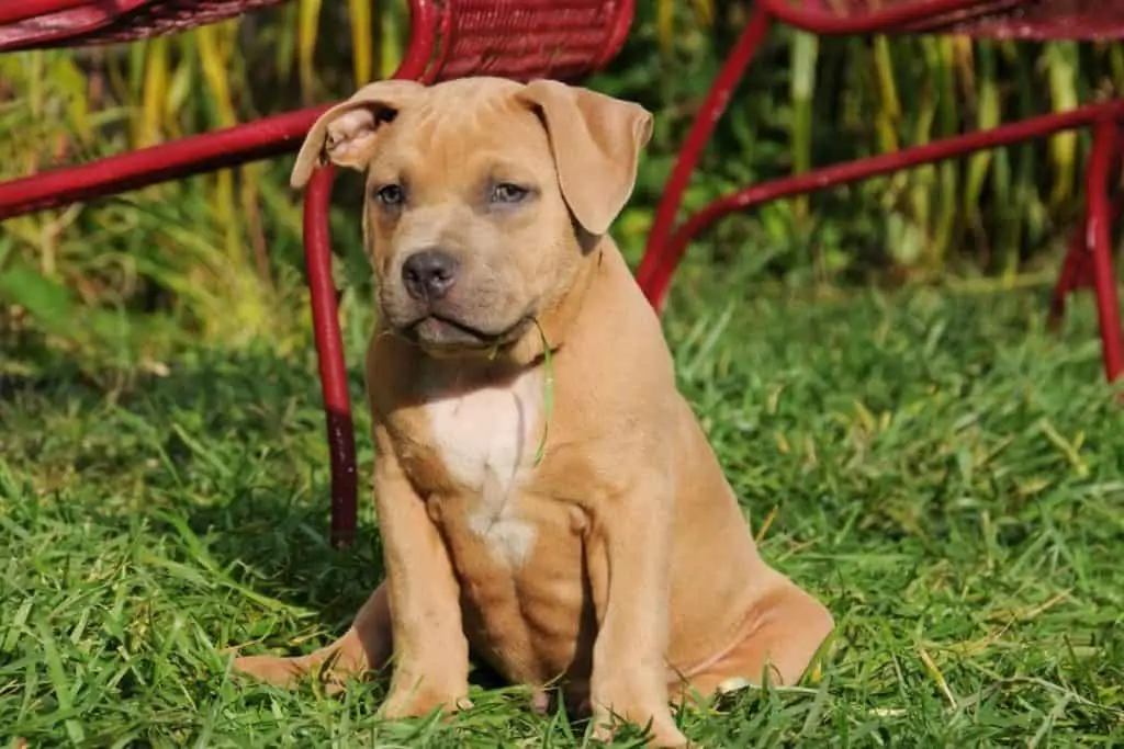 Fawn American Bully (Ay/a on AGOUTI Locus)