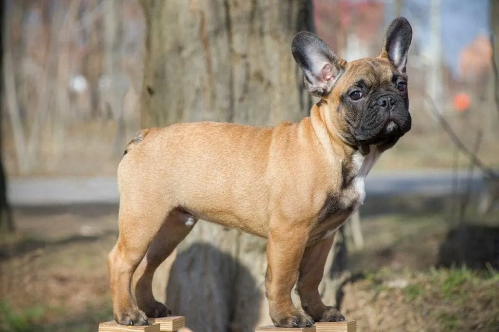 Fawn French Bulldog (DNA Ay/a)
