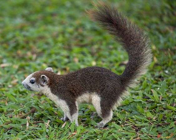 Finlayson's Squirrel