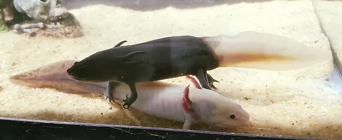 Firefly Axolotl