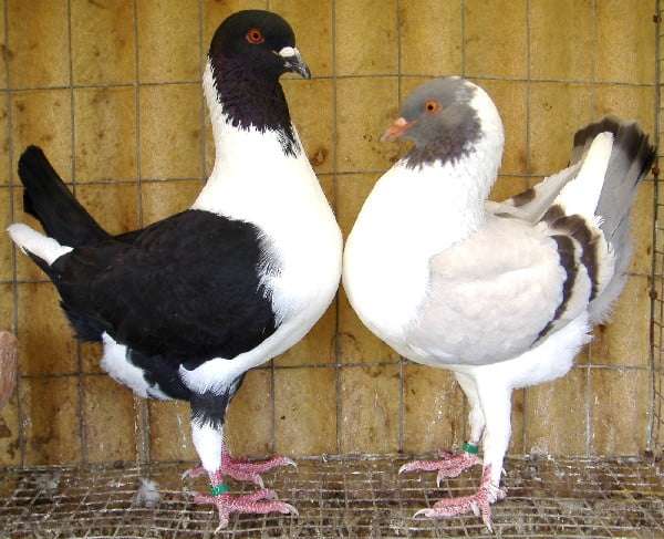 Florentine Pigeon