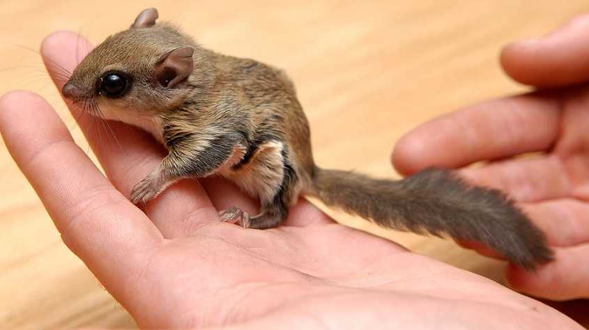 Flying Squirrel
