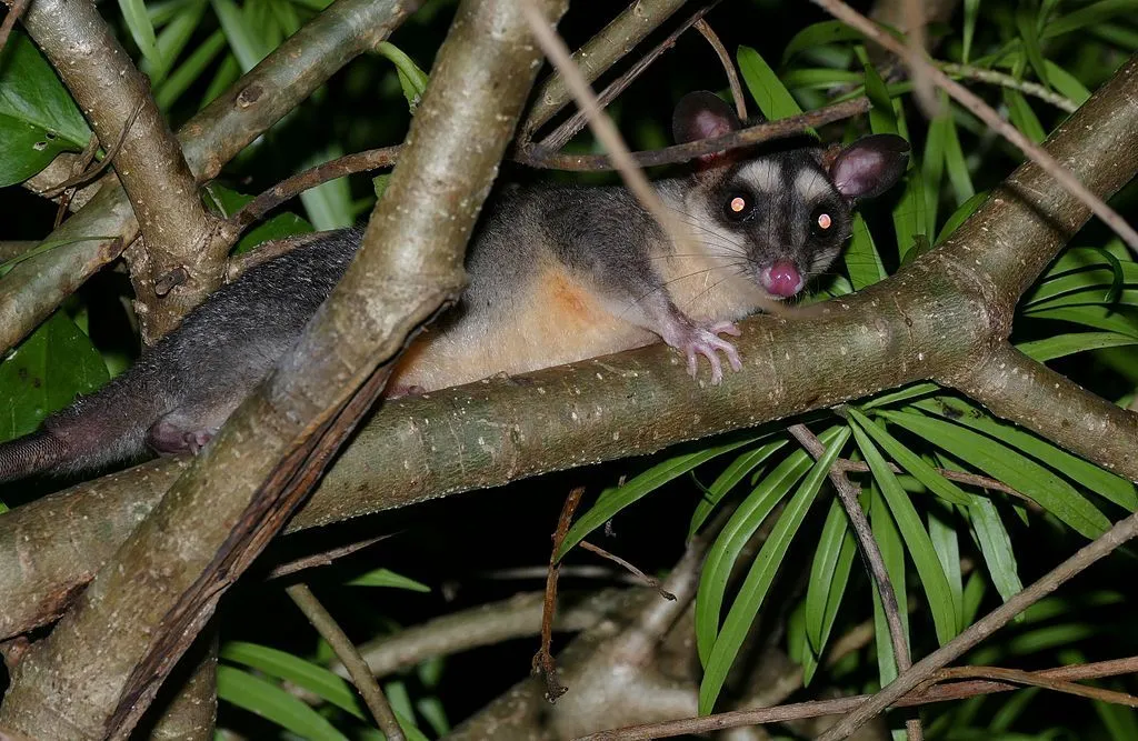 Marsupials