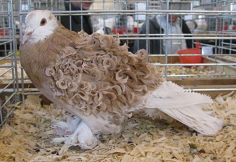 Frillback Pigeon