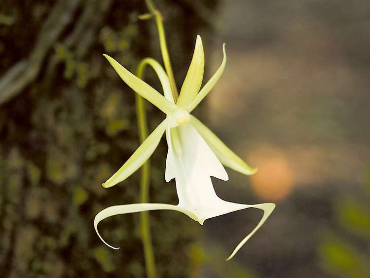 Ghost Orchid