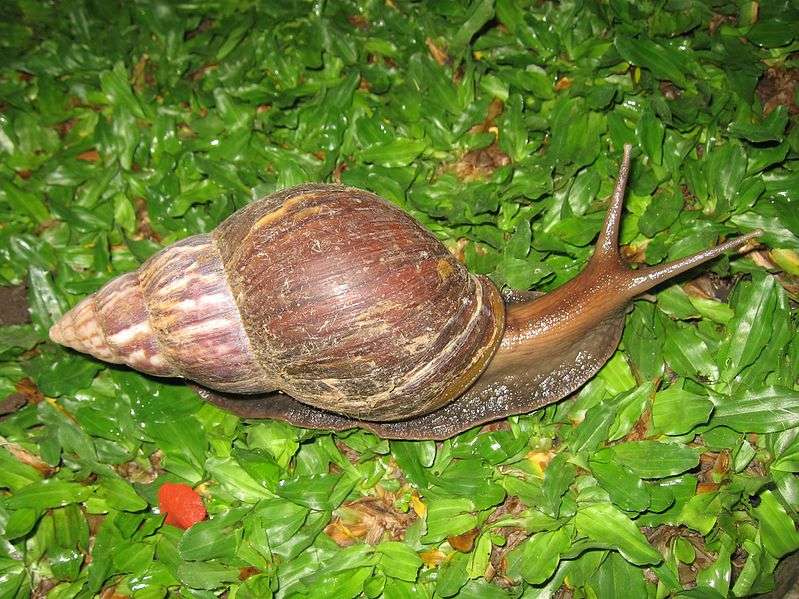 Giant African Snail