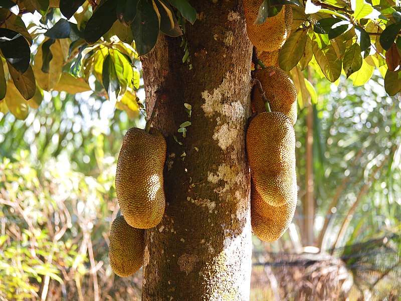 Golden Apple
