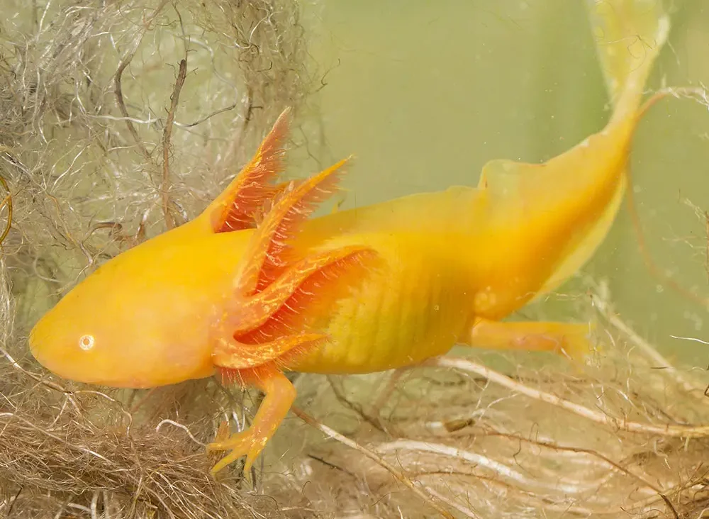 Golden Axolotl