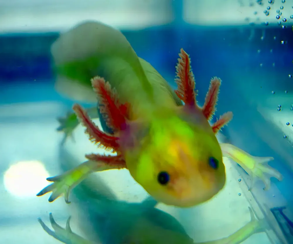 Green Fluorescent Protein (GFP) Axolotl