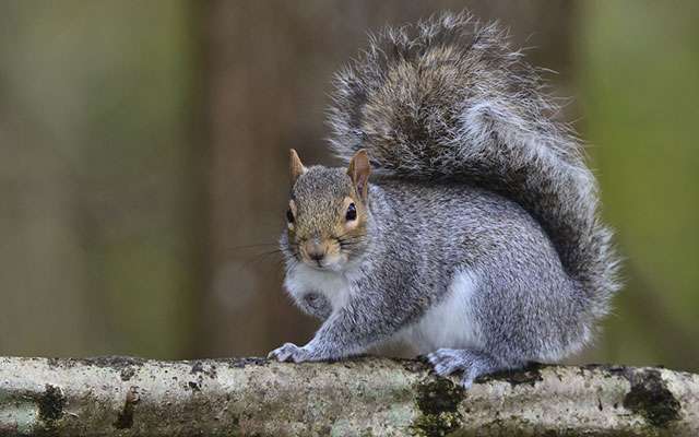 Grey Squirrel
