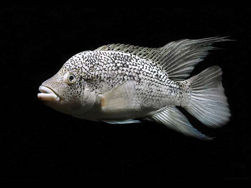 Haitian Cichlid