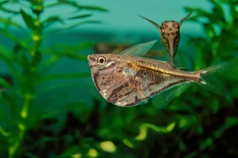 Hatchetfish