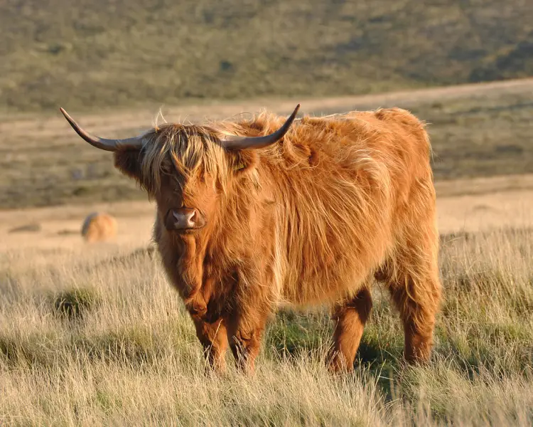 Cows