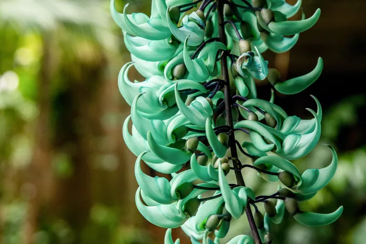 Jade Vine