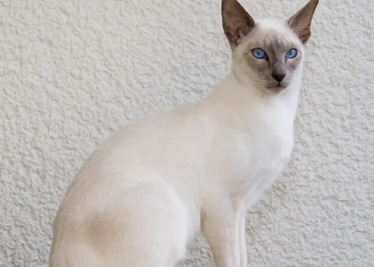 Javanese Cat