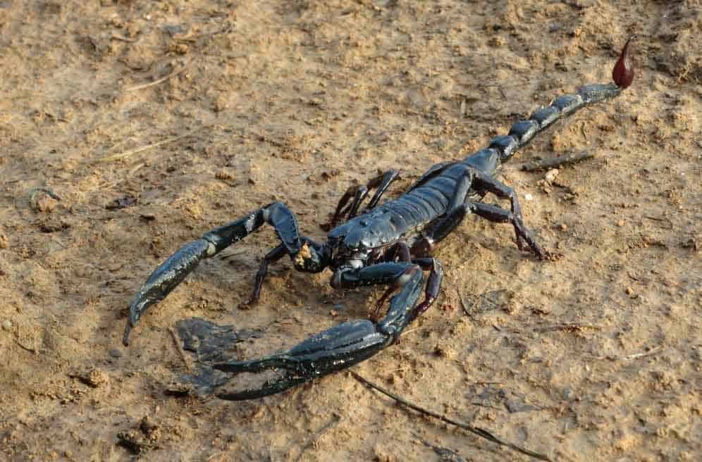 Javanese Jungle Scorpion