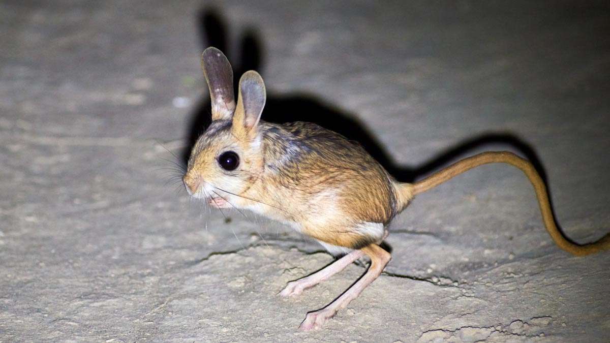 Jerboa