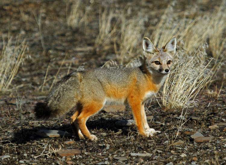 Kit Fox