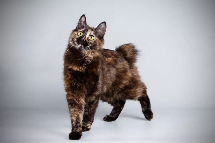 Kurilian Bobtail