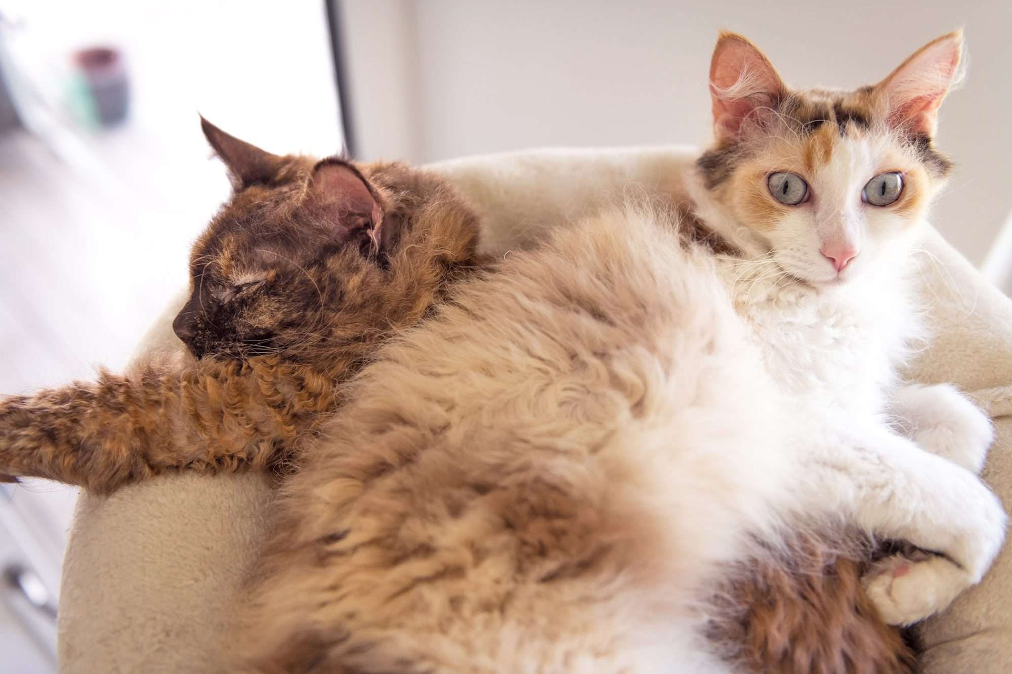 LaPerm Cat