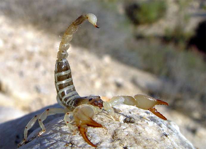 Large-Clawed Scorpion