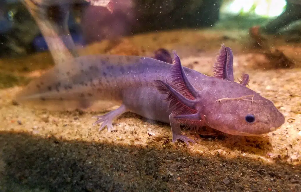 Lavender Axolotl