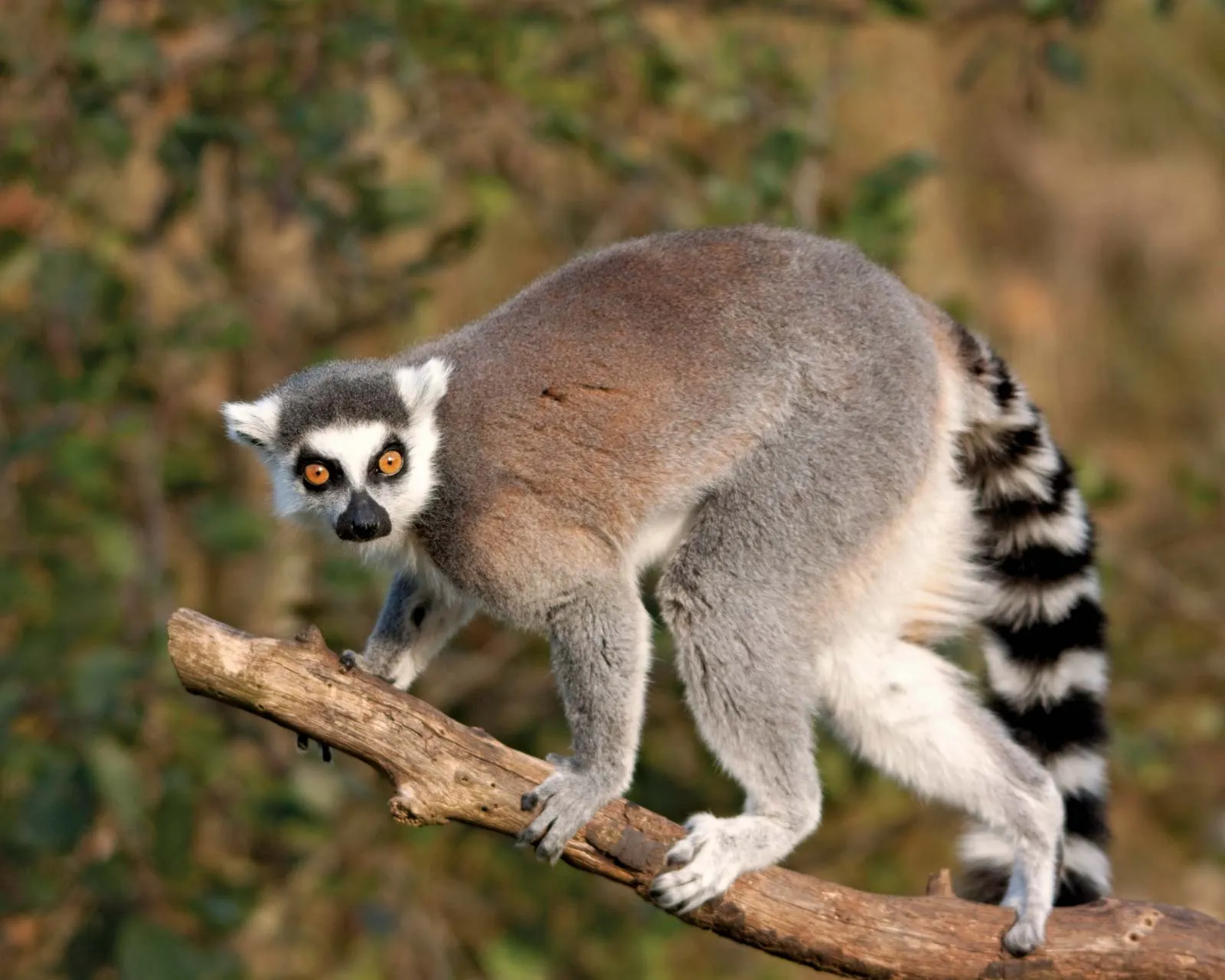 Exotic Mammals