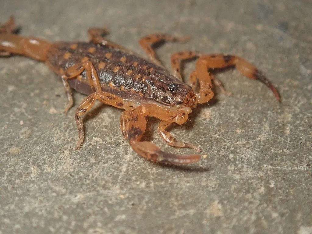 Lesser Brown Scorpion