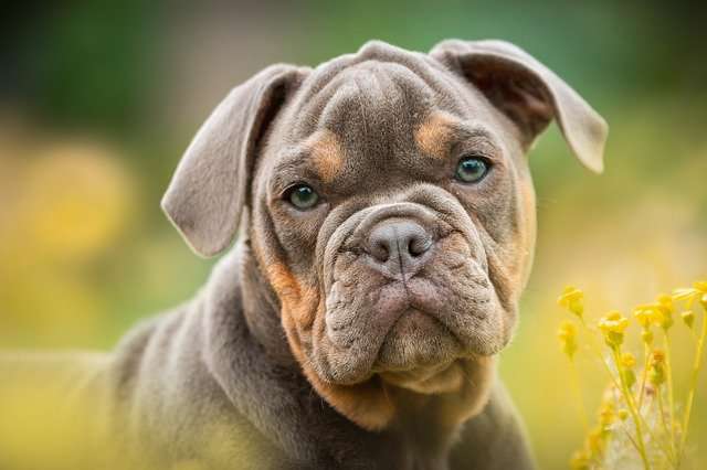 Lilac English Bulldog (Lilac Genes by Dilution of b and d genes