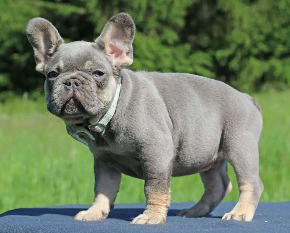 Lilac French Bulldog (d/d+co/co on dilution and coco gene)