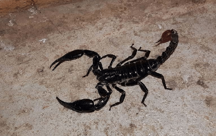 Malaysian Forest Scorpion