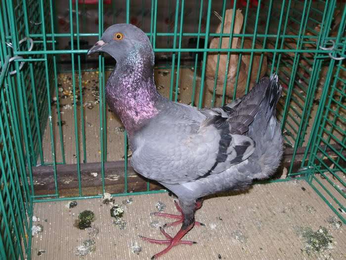 Maltese Pigeon