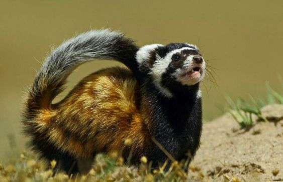 Marbled Polecat