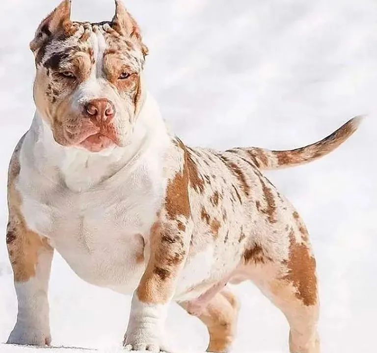 Merle American Bully (Merle or M Gene)