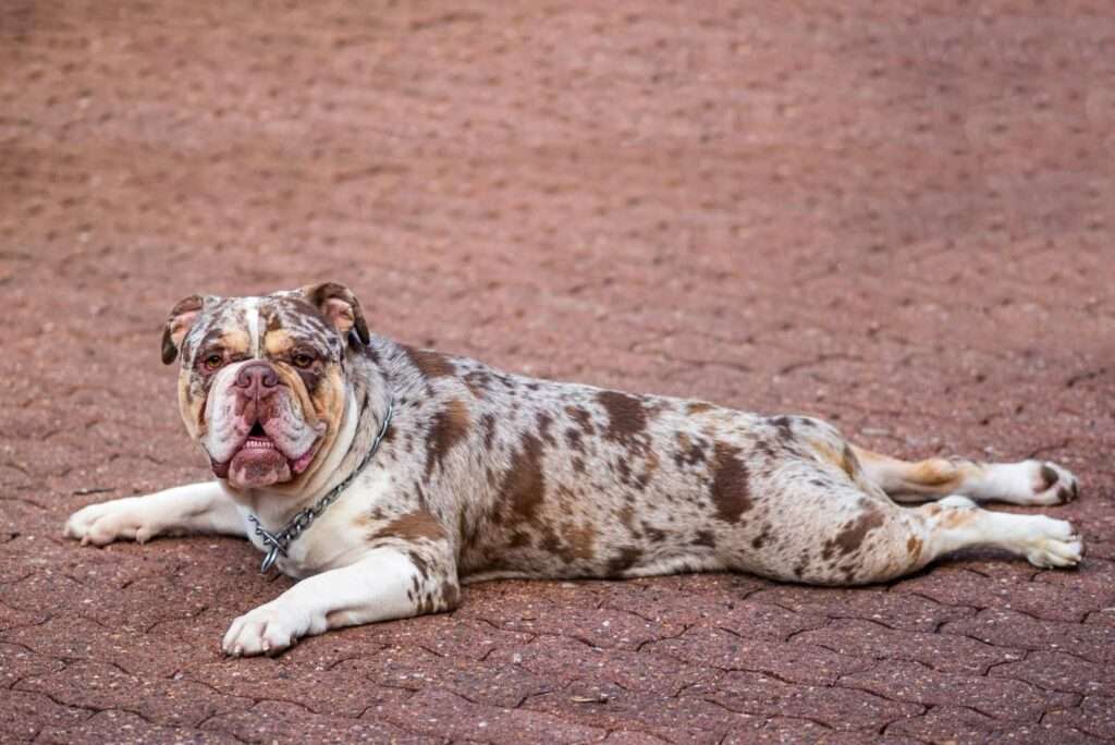 Merle English Bulldog (M Gene)