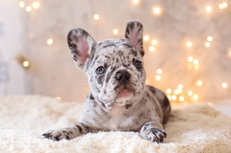 Merle French Bulldog (Merle or M Gene)
