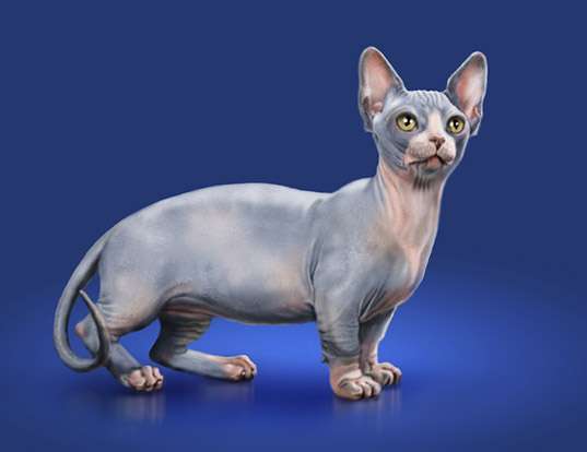 Minskin Cat