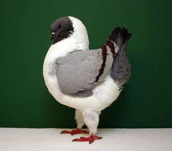 Modena Pigeon