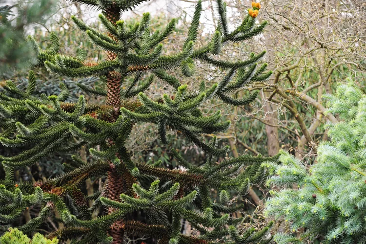 Monkey Puzzle Tree