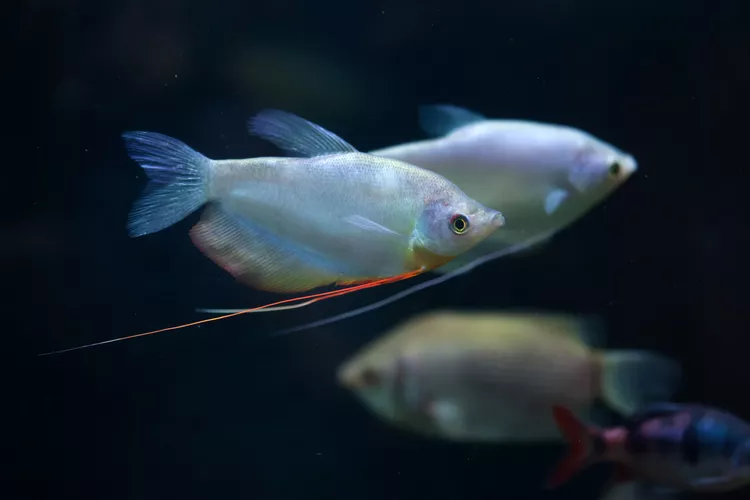 Moonlight Gourami