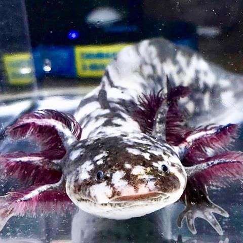 Mosaic Axolotl