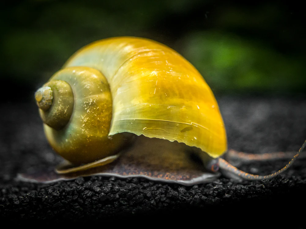 Mystery Snail