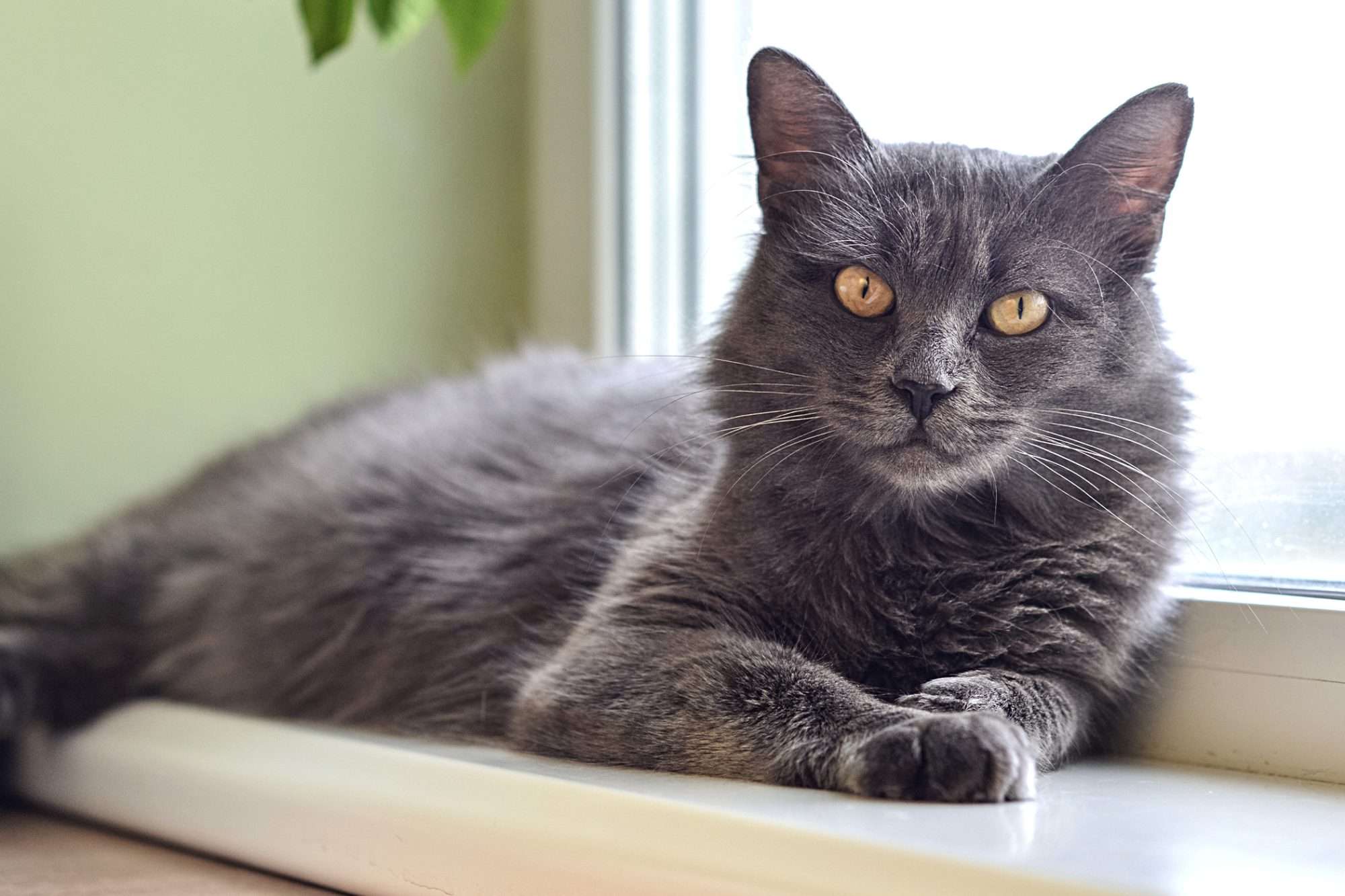 Nebelung Cat